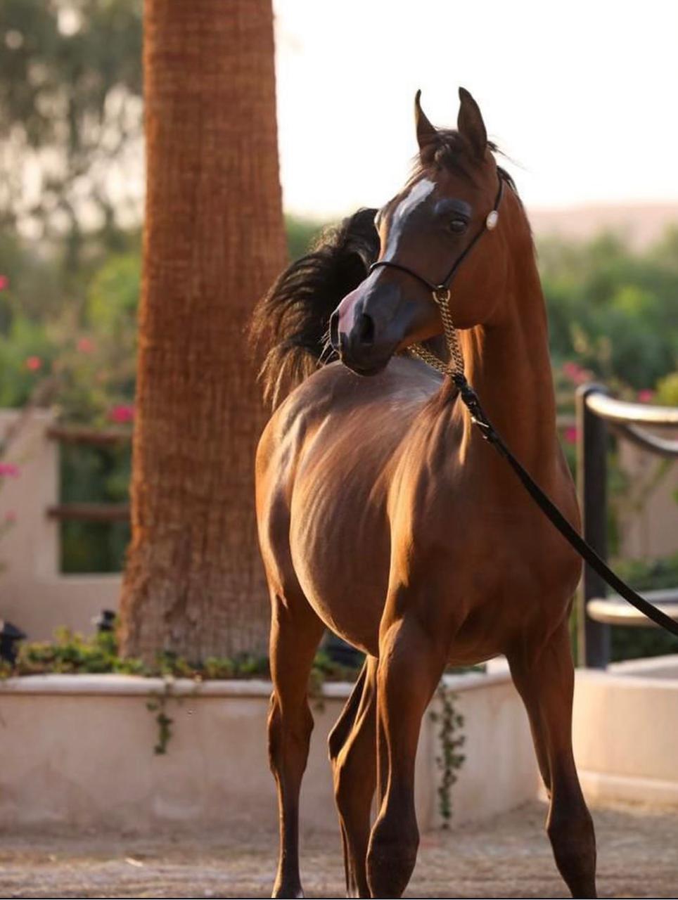 خيل عربي أصيل