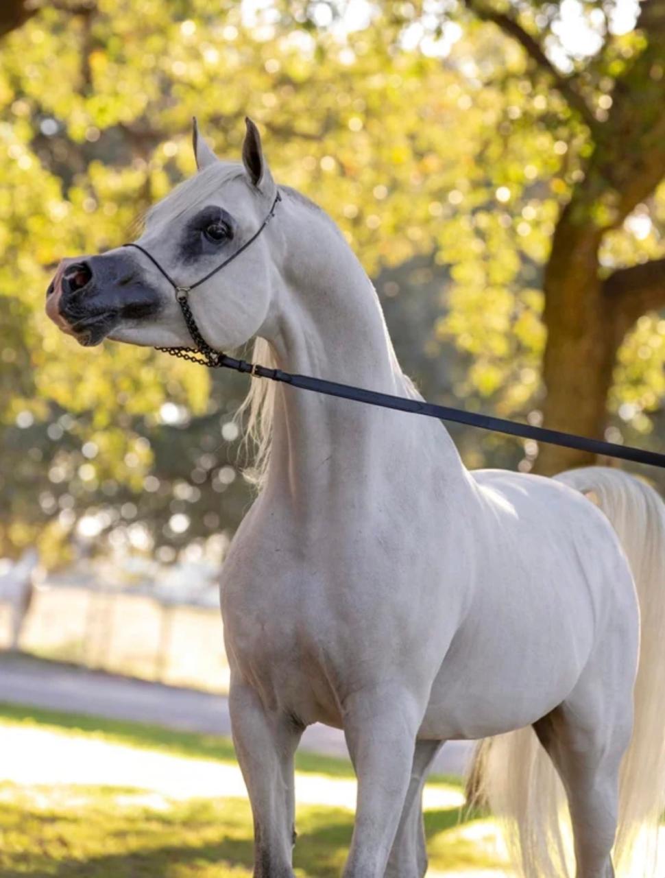 خيل عربي أصيل